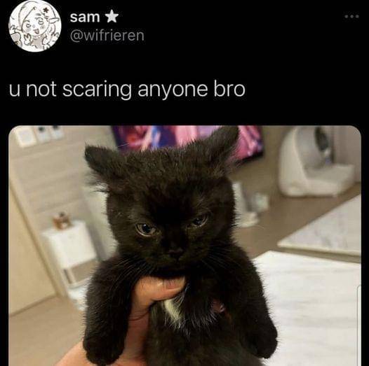 meme kucing tentang momen menakutkan