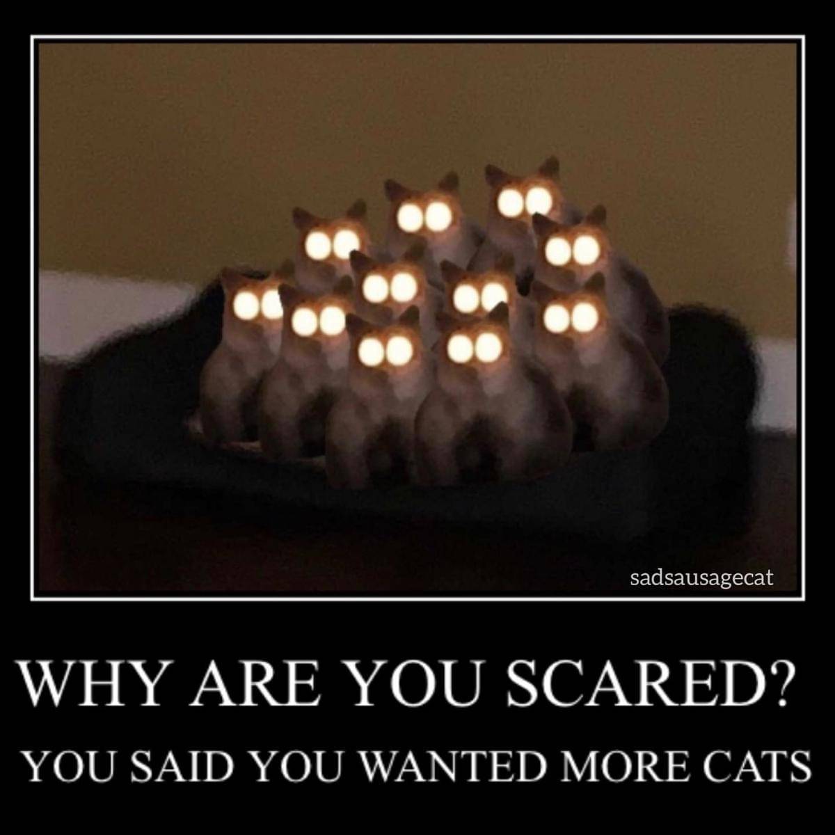 meme kucing tentang momen menakutkan