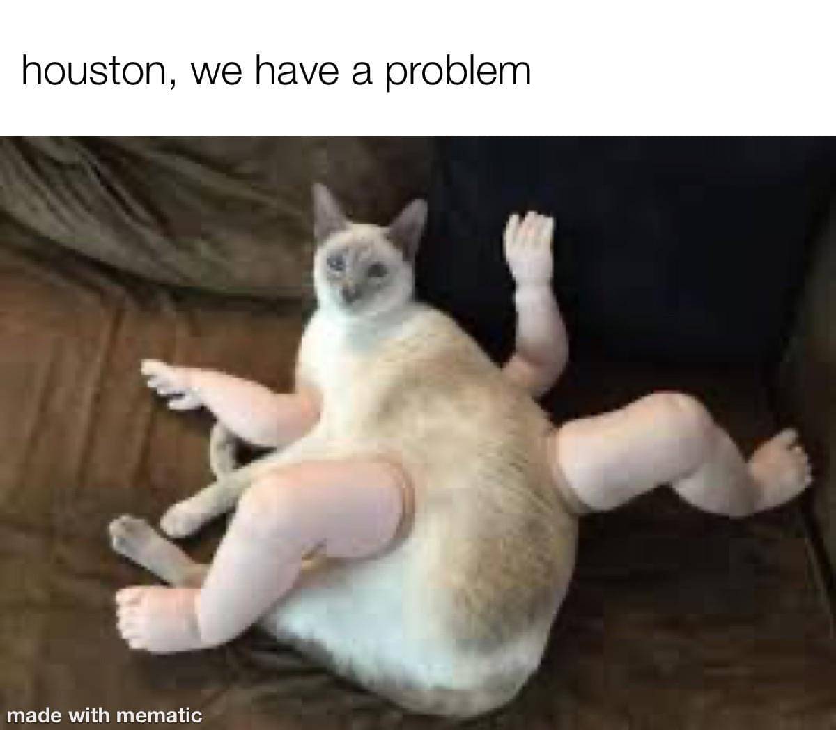 meme kucing tentang momen menakutkan