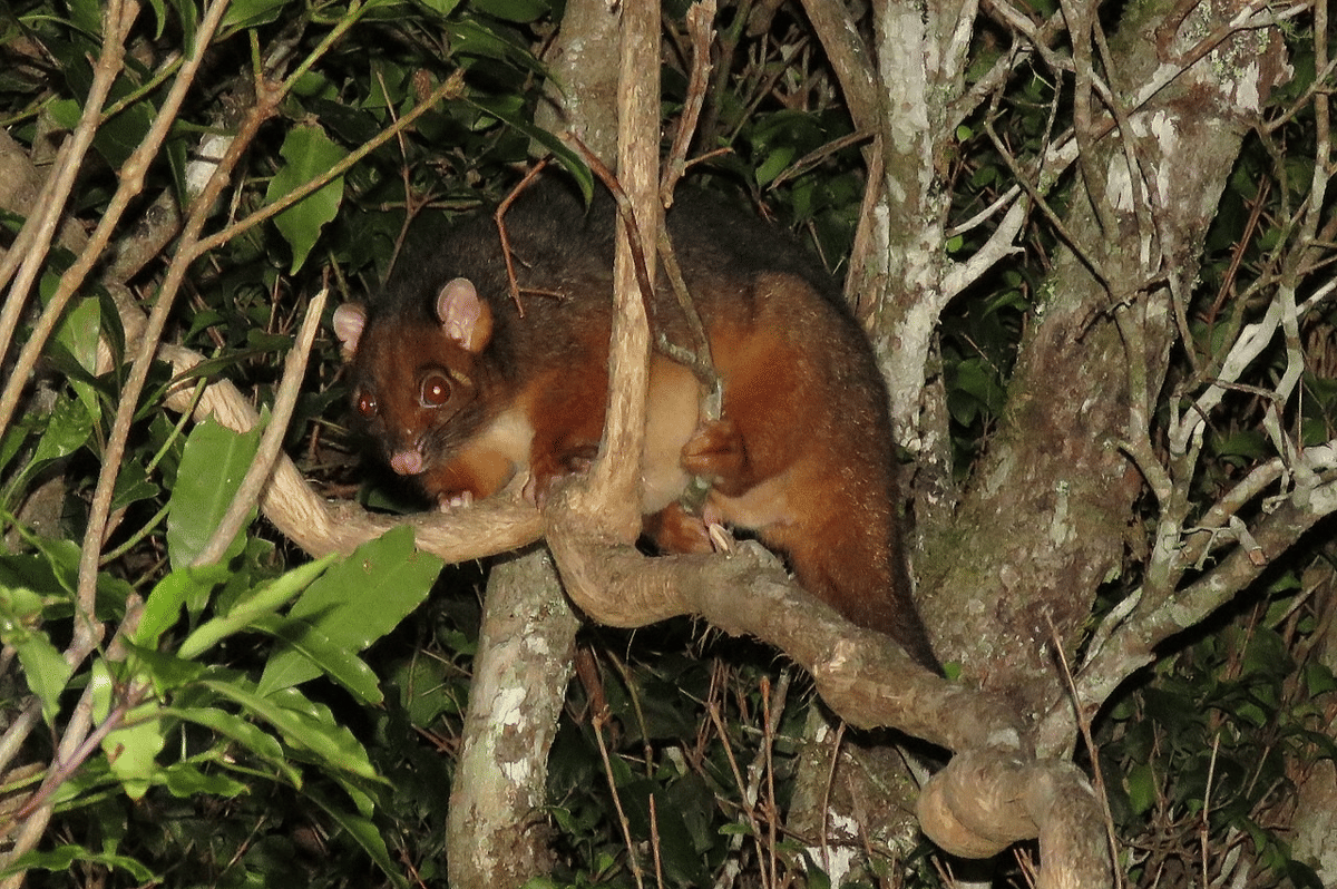 possum ekor cincin