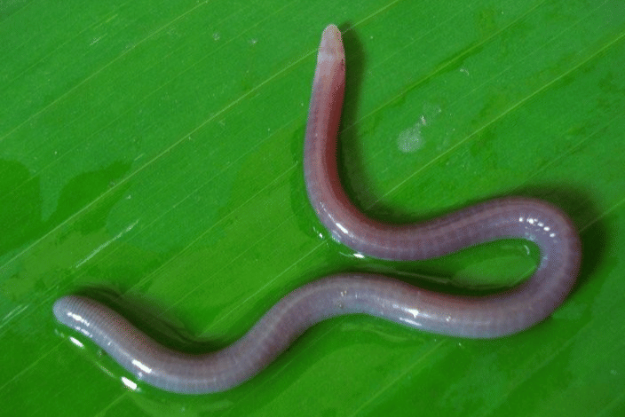 caecilian pink buta