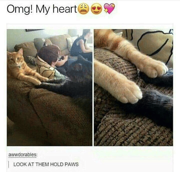 meme kaki kucing
