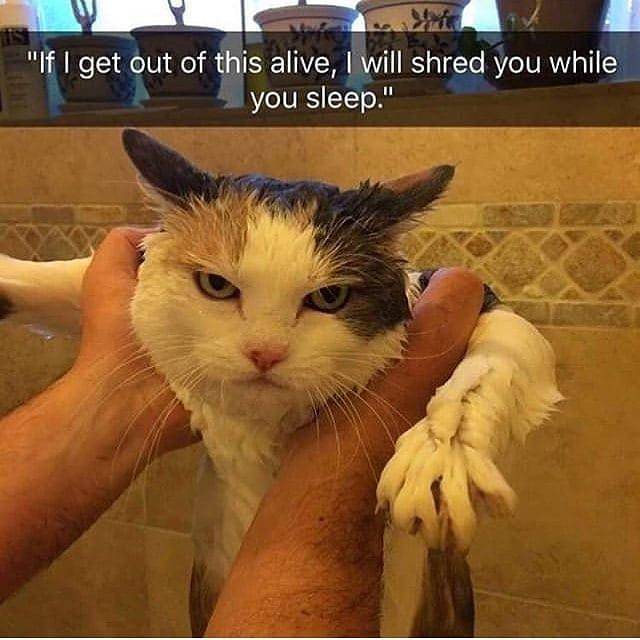 meme kucing tentang momen menakutkan