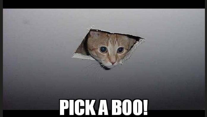 meme kucing tentang momen menakutkan