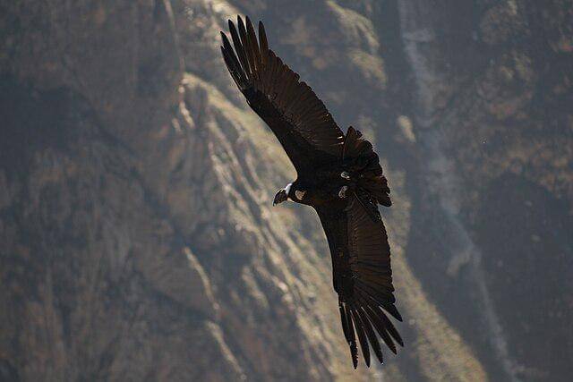 potret andean condor