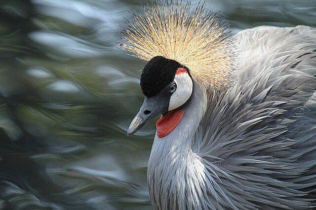 potret grey crowned crane