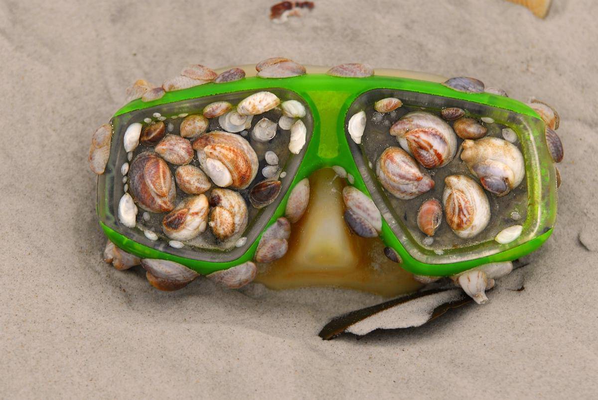 ilustrasi sampah laut yang menjadi tempat hidup bagi organisme laut kecil