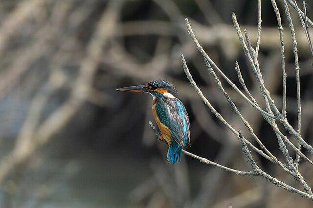 potret common kingfisher