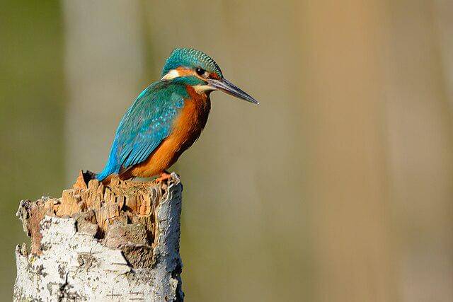 potret common kingfisher