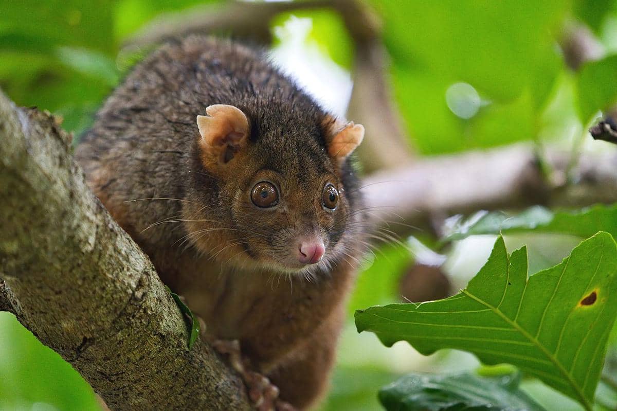possum ekor cincin