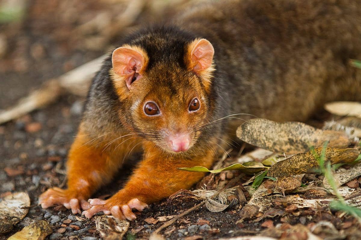 possum ekor cincin