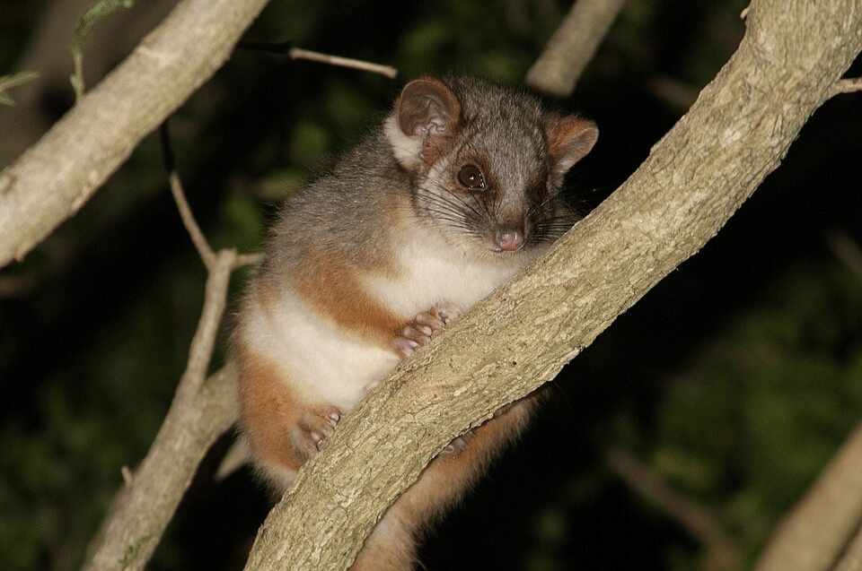 5 Fakta Unik Possum Ekor Cincin, Marsupial yang Hidup di Pohon