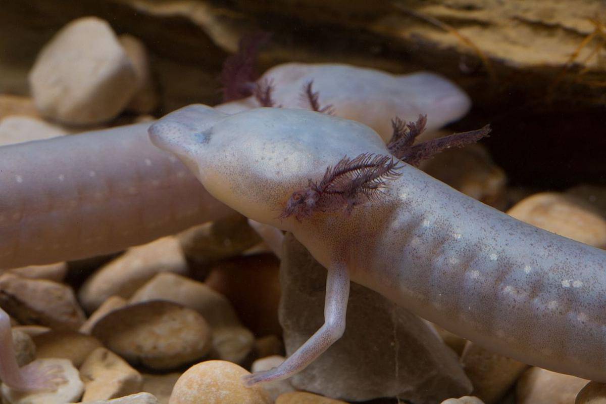 salamander buta texas