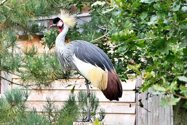 potret grey crowned crane