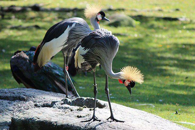 potret grey crowned crane