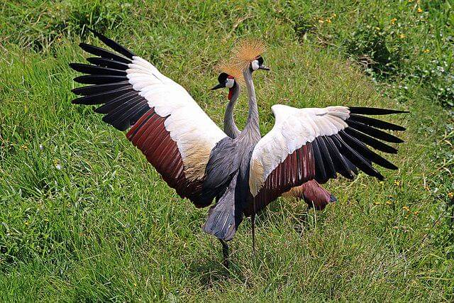 potret grey crowned crane