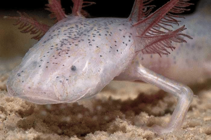 salamander buta georgia