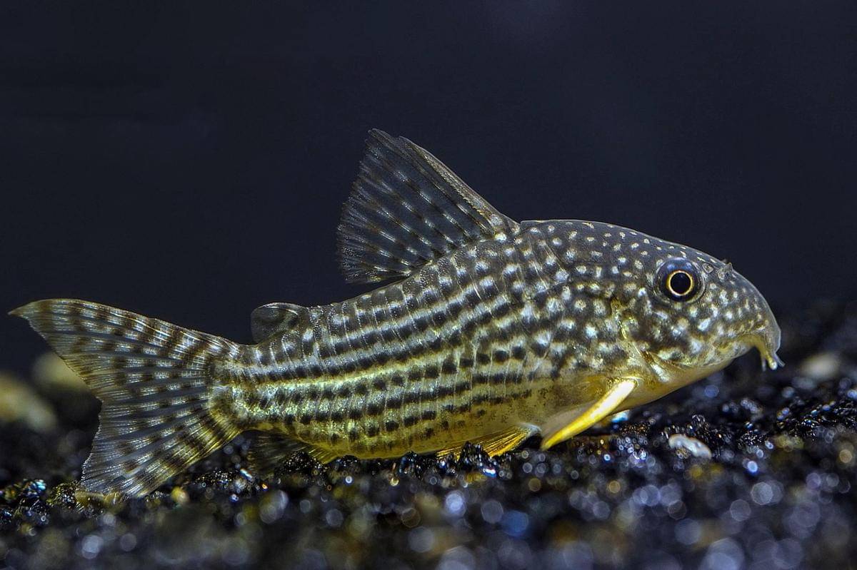 Ikan Corydoras