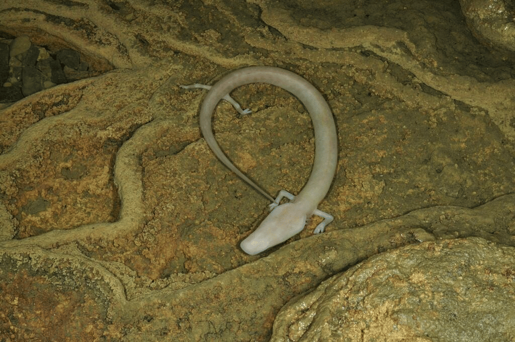 olm