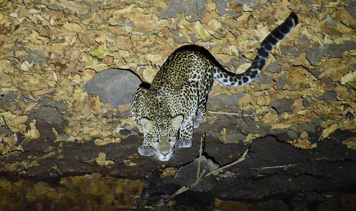 Macan tutul Jawa (Panthera pardus melas)