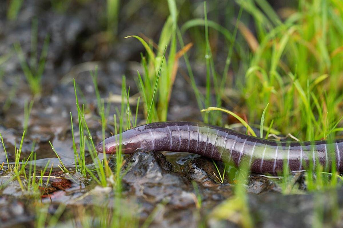 caecilian buta mhadei