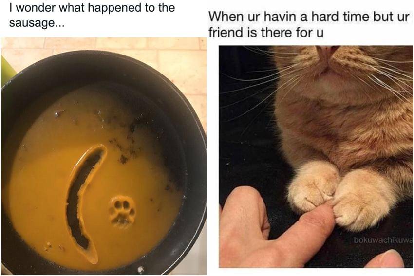 kolase meme kaki kucing