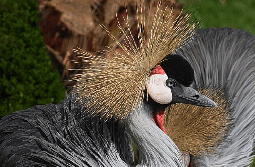 potret grey crowned crane