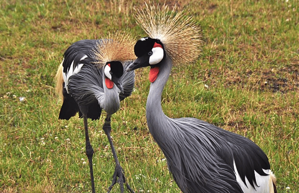 potret grey crowned crane