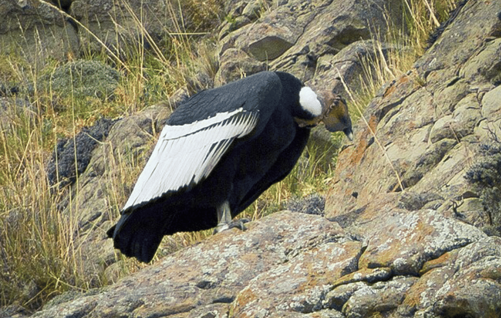 potret andean condor