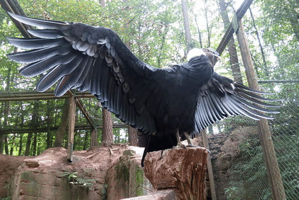 potret andean condor