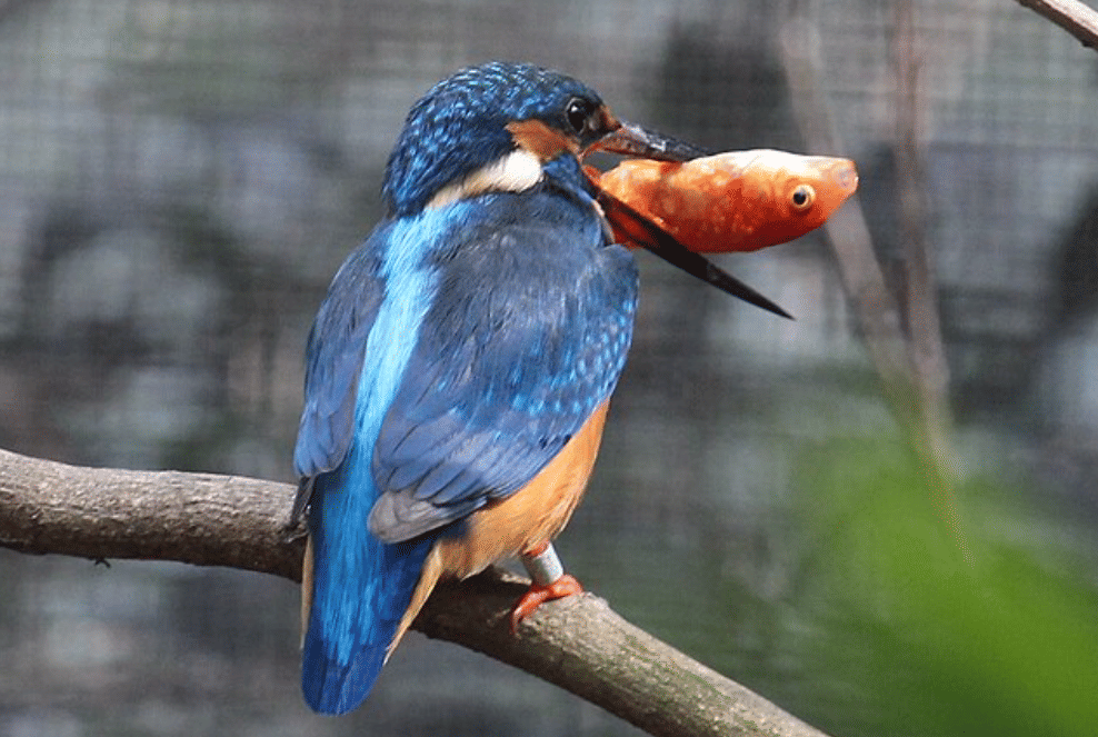 potret burung common kingfisher
