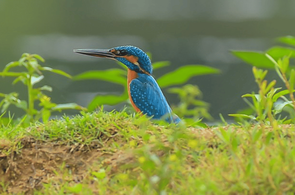 potret common kingfisher