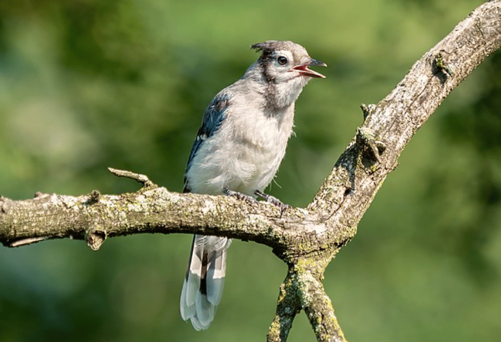 potret burung blue jay