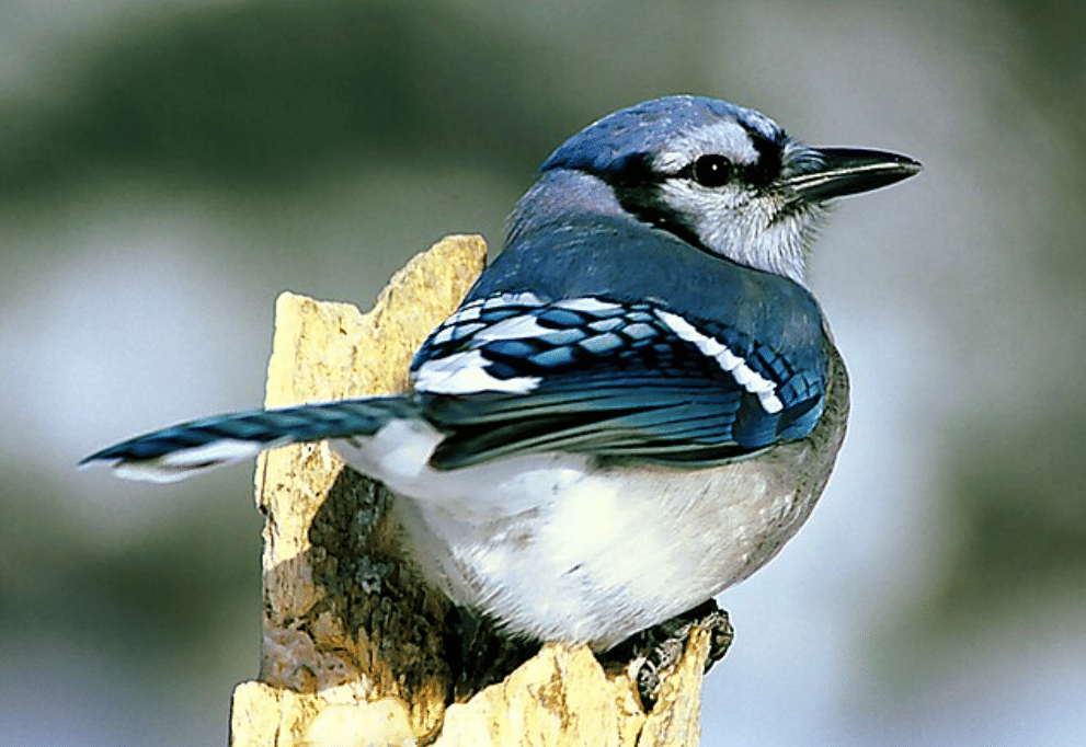 potret burung blue jay