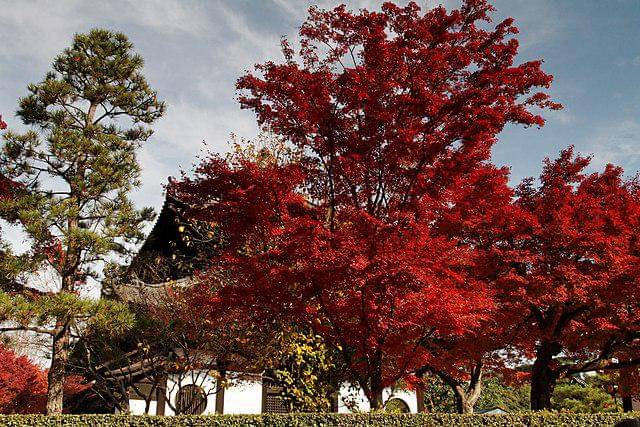 potret kuil Tofuku-ji, Kyoto