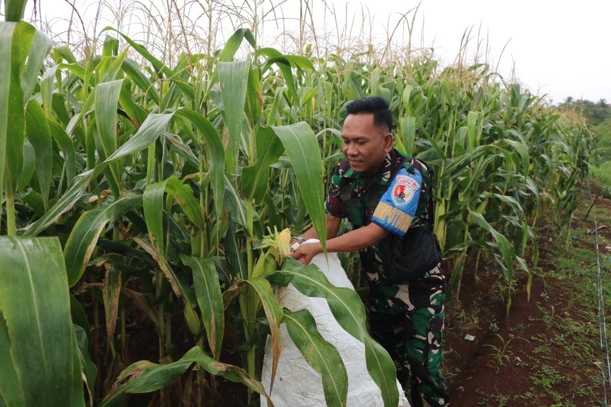 TNI AU panen jagung