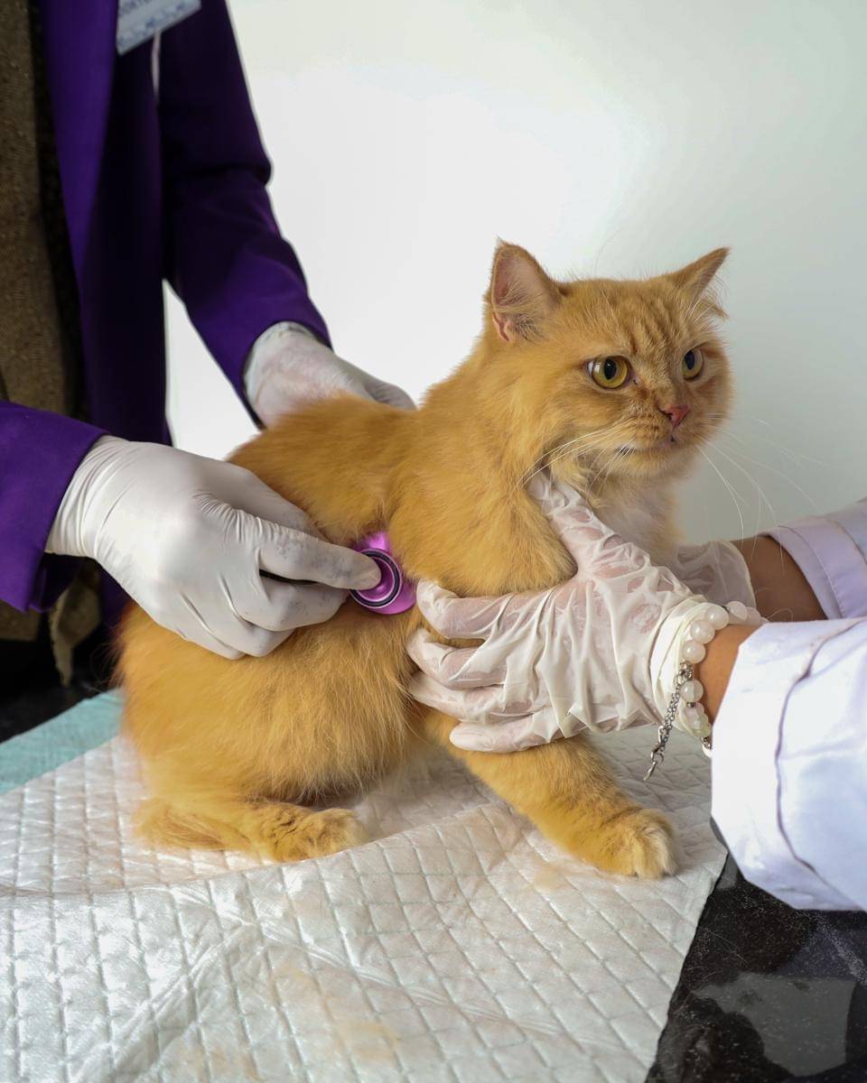Fakultas Peternakan dan Pertanian (FPP) Universitas Diponegoro (Undip) meresmikan Undip Animal Health Center (UAHC) untuk memenuhi kebutuhan layanan kesehatan hewan. (Dok. Undip)