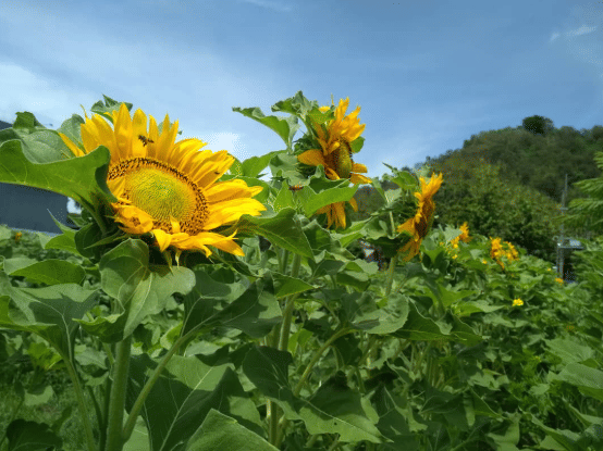 Kebun Bunga Matahari wisata di Kediri