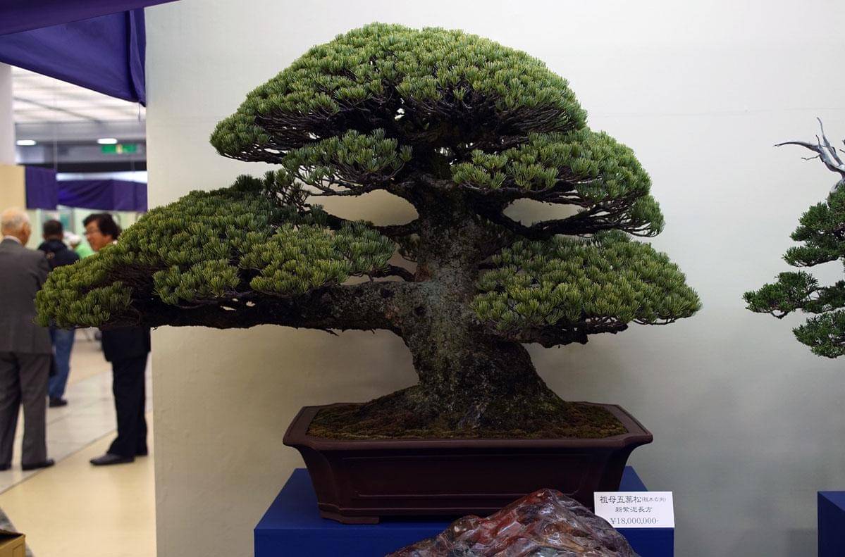 Bonsai pinus putih