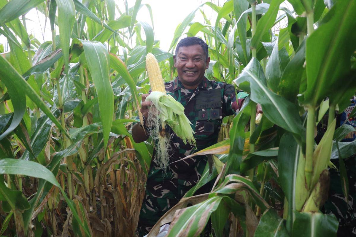 TNI panen jagung madu
