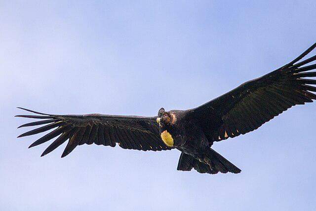 potret andean condor