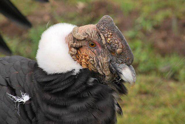 potret andean condor