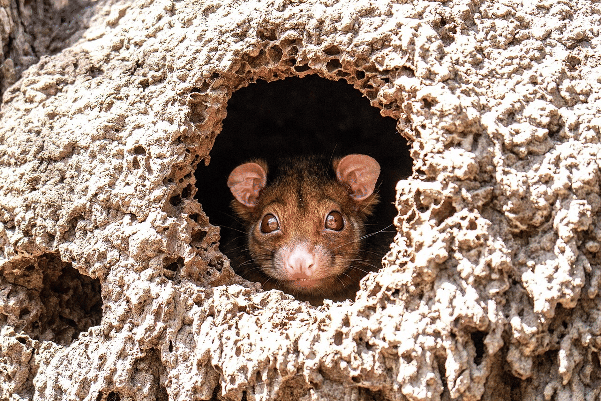 possum ekor cincin