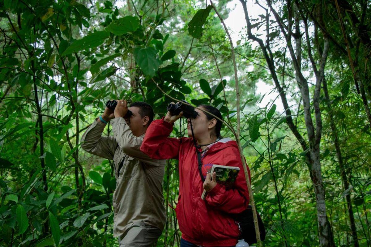 Ilustrasi Meneropong di Hutan