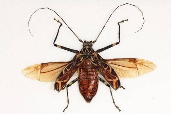 A female harlequin beetle (Acrocinus longimanus) found in Trinidad
