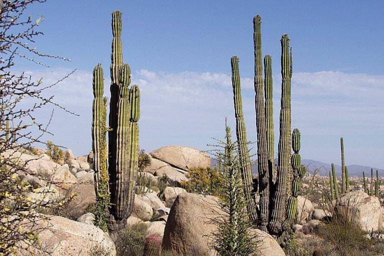 Gurun Baja California di wilayah Cataviña, selatan Ensenada, Meksiko