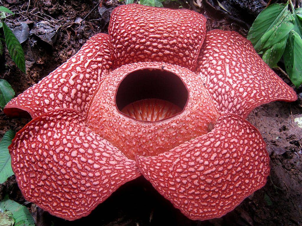 Bunga Rafflesia arnoldii