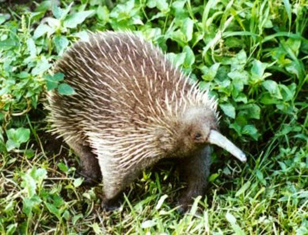 Western long-beaked echidna