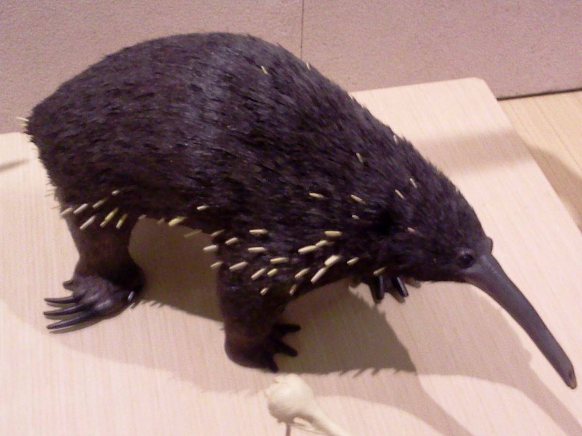 Eastern long-beaked echidna