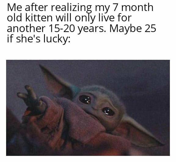 meme kartun tentang hewan peliharaan